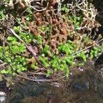 Selaginella denticulata Deilen