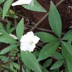 Merremia quinquefolia Autre