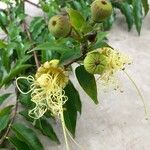 Lafoensia punicifolia Flor