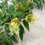 Lafoensia punicifolia Flower