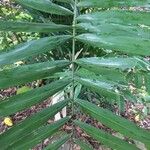 Dypsis pembana Yaprak