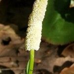 Chamaelirium luteum Fiore