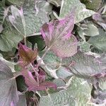 Ipomoea batatas Leaf