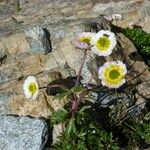 Ranunculus glacialis Mosusu