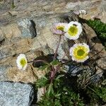 Ranunculus glacialis Outro