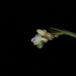 Podochilus scalpelliformis Flor