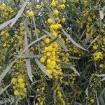 Acacia saligna 花