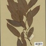 Naucleopsis oblongifolia Yaprak