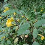 Impatiens noli-tangere Leaf