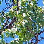 Ceiba aesculifolia Лист