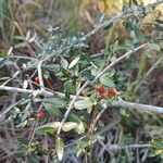 Ilex vomitoria Fruit