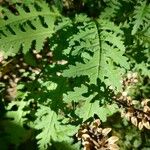 Pedicularis canadensis 葉