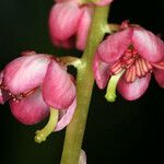 Pyrola asarifolia 花