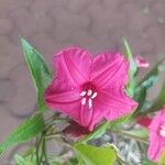 Ipomoea horsfalliae Blomst