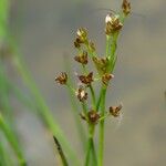 Juncus articulatus Flor