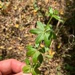 Galium triflorum Ліст