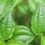 Pilea melastomoides Leaf