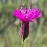 Crupina crupinastrum Flower