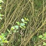 Syringa pubescens Bark