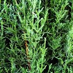 Cupressus sempervirens Leht