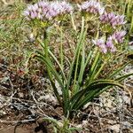 Allium anceps Квітка