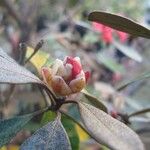 Rhododendron apoanum Ostatní