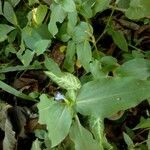 Commelina diffusa Bloem