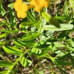 Lithospermum canescens Leaf