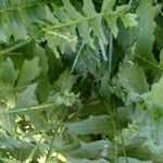 Cirsium erisithales Leaf