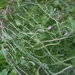 Epilobium tetragonumЛіст