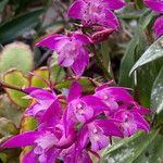 Dendrobium kingianum Fleur