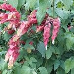 Justicia brandegeeana Flor