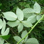 Rubus goniophyllus Leaf
