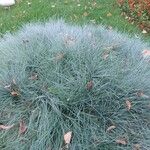 Festuca glauca Leaf
