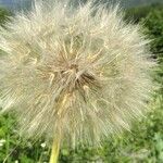 Tragopogon dubius Fruto