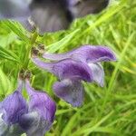 Scutellaria hastifolia Blomma