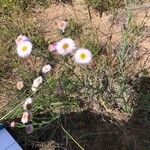 Erigeron foliosus Blüte