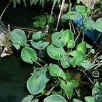 Pontederia cordata Foglia