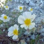 Helianthemum apenninumFlower