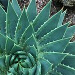 Aloe polyphylla Habit