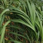 Miscanthus × longiberbis Листок