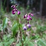 Lathyrus vernus Blomma