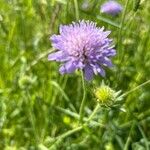 Knautia arvernensis Foglia