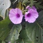 Ipomoea tiliacea 花