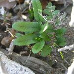 Polypodium californicum Hábito