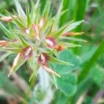 Trifolium stellatum Blodyn