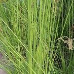 Molinia caerulea Hostoa