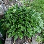 Hosta lancifolia Alkat (teljes növény)