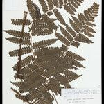 Cyathea cyatheoides Folla