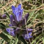 Gentiana affinis Kvet